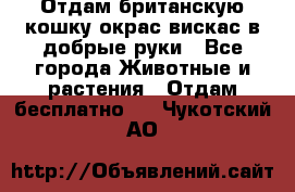 Отдам британскую кошку окрас вискас в добрые руки - Все города Животные и растения » Отдам бесплатно   . Чукотский АО